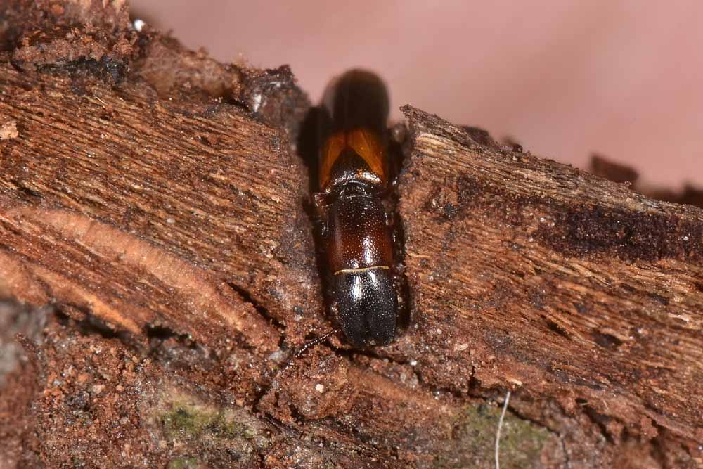 Trogositidae:   Nemozoma caucasicum